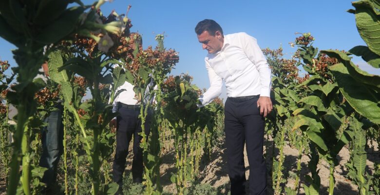 Tarım Bakanı Oğuz tütün hasadını inceledi