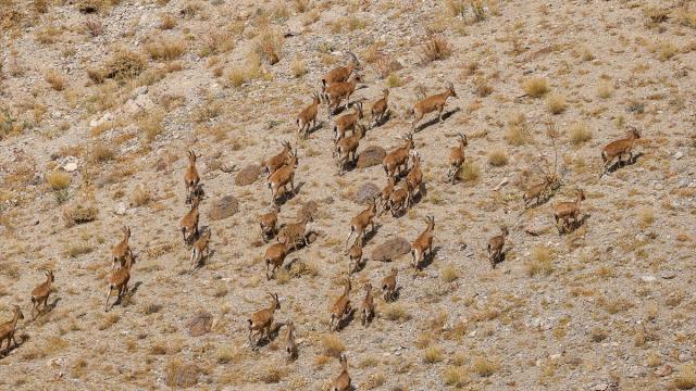 WWF: Yaban hayatı popülasyonunda 1970’ten bu yana yüzde 69 düşüş var