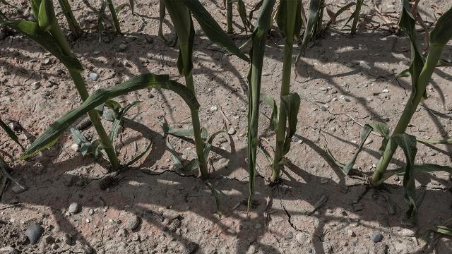 İspanya’da kuraklık alarmı: Vanalar kısılıyor