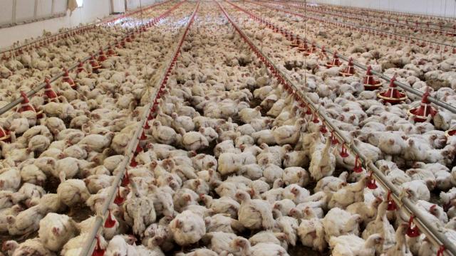 Japonya’da kuş gribi: İtlaf edilen tavuk sayısı 10 milyona yaklaştı