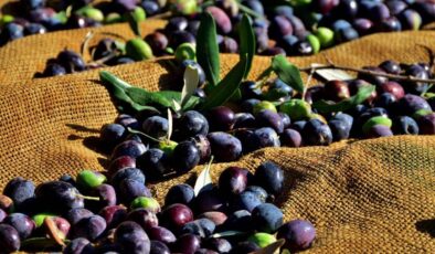 Zeytin ve zeytin ürünleri işletmelerin kayıt zorunluluğu hatırlatıldı