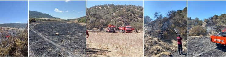 Dipkarpaz’da yangın..8 zeytin ve 11 ardıç ağacı yanarak zarar gördü