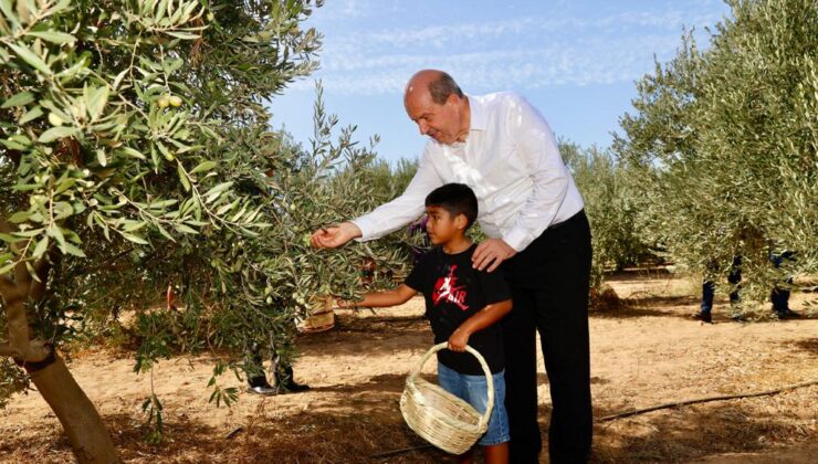 Cumhurbaşkanı Ersin Tatar, Zeytin Hasat Festivali’ne katıldı