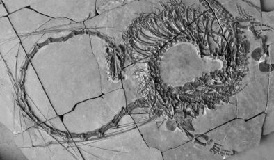 Bilim insanları, 240 milyon yıllık “ejderhanın” bütün haldeki fosilini buldu