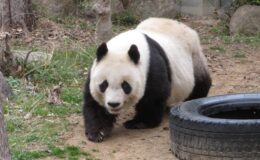 Japonya’nın en yaşlı pandası “Tan Tan” öldü