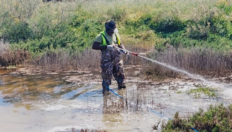Gazimağusa Belediyesi sivrisinekle mücadeleye göletler ve su birikintilerinde devam ediyor