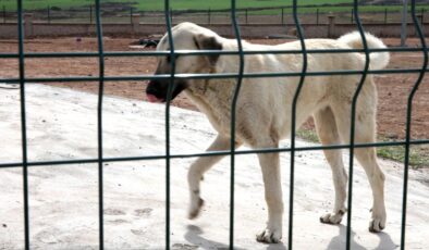 DSÖ: Kuduz vakalarının yüzde 99’u sahipsiz köpek kaynaklı