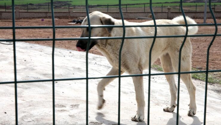 DSÖ: Kuduz vakalarının yüzde 99’u sahipsiz köpek kaynaklı