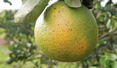 Güzelyurtt’a yeşillenme hastalığıyla ilgili bilgilendirme toplantısı düzenleniyor