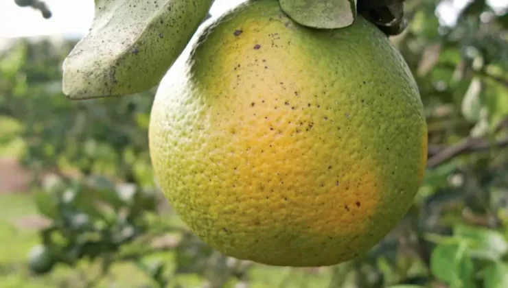 Güzelyurtt’a yeşillenme hastalığıyla ilgili bilgilendirme toplantısı düzenleniyor