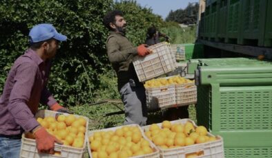 Narenciye Kesim Ekipleri Birliği’nden yabancı işçilerle ilgili açıklama