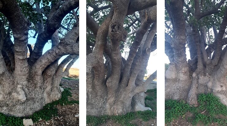 Gazimağusa’da iki ağaç “Anıt Ağaç” olarak koruma altına alındı