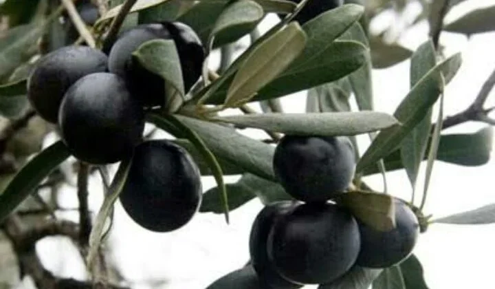 Gazimağusa’da Gemlik zeytin hasadı başlama tarihi 2 Eylül