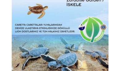 İskele sahilinde bugün caretta carettalar denize bırakılıyor