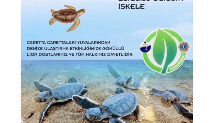 İskele sahilinde bugün caretta carettalar denize bırakılıyor