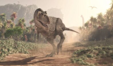 Araştırmalara göre T-rex sanıldığı kadar zeki değildi