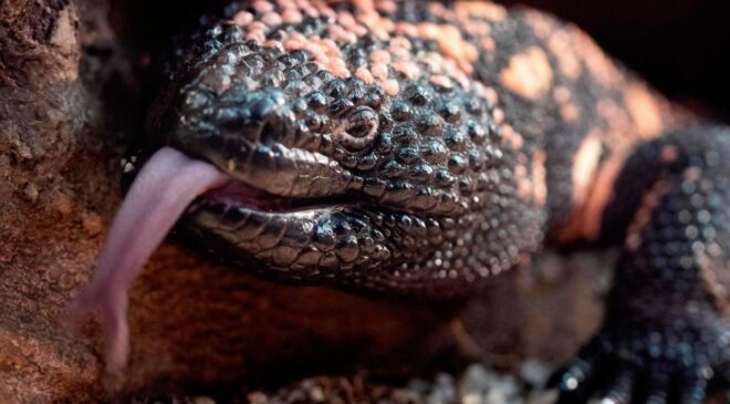 Pankreas tümörlerine yeni teşhis yöntemi: Kertenkele tükürüğü