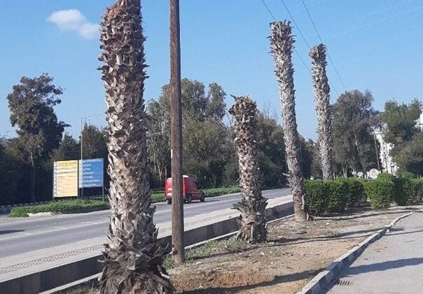 Peyzaj Mimarları Odası, ağaç katliamlarının durdurulması için çağrı yaptı