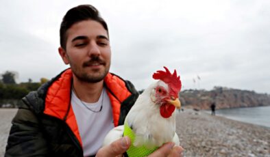 Falezlerden denize düşen tavuğu kurtarıp, sahiplendi: Şimdi “Deniz”i yanından bile ayırmıyor