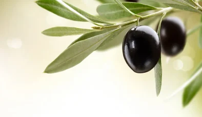 32 zeytin ve zeytin ürünü işletmesine kayıt belgesi verildi