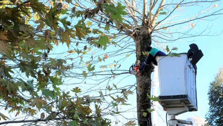 Gazimağusa’da trafikte tehlike arz eden ağaçların budaması yapılacak