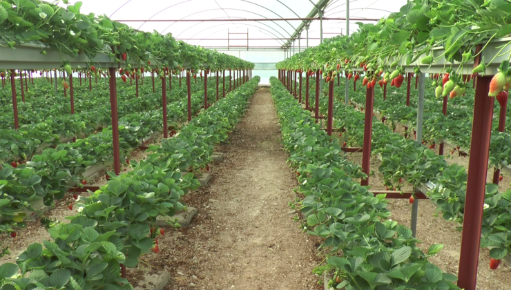 Karpuz ve patates ürünü ile ön plana çıkan Yıldırım köyü, artık çileği ile Yeşilırmak’a rakip oldu