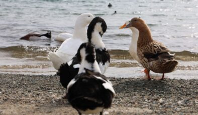 Keban Baraj Gölü’nde zengin fauna çeşitliliği