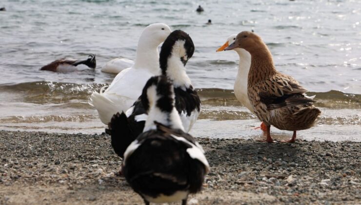 Keban Baraj Gölü’nde zengin fauna çeşitliliği