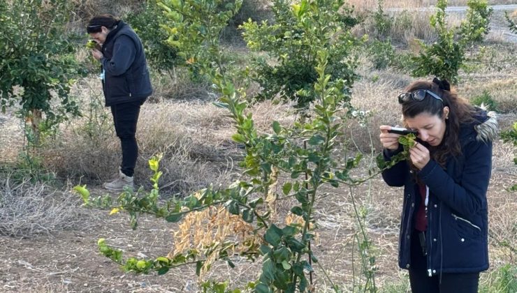 Tarım Bakanlığı zararlıya karşı biyolojik mücadelesini sürdürüyor