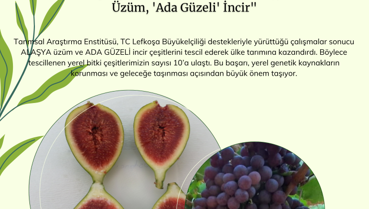 Tarımsal Araştırma Enstitüsü’nün yürüttüğü çalışmalar kapsamında “Alaşya” ve “Ada Güzeli” tescillendi