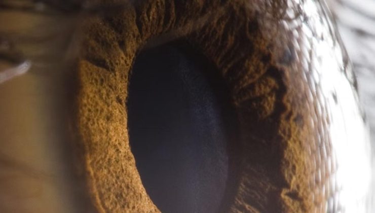 Bilim insanları görmeyi geri getiren ilaç geliştirdi