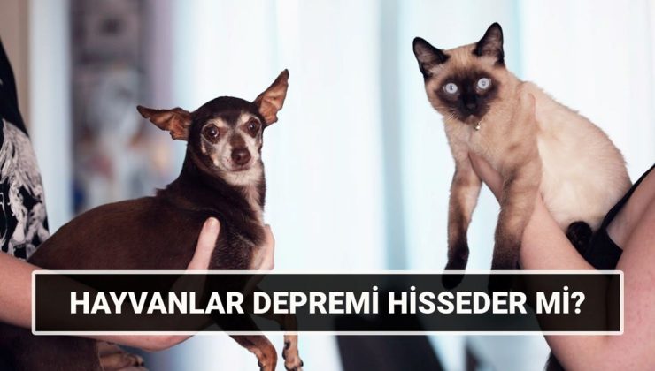 Hayvanlar depremi önceden hisseder mi? Kedi, köpek, kuş depremi ne kadar önce hisseder, ne yaparlar?