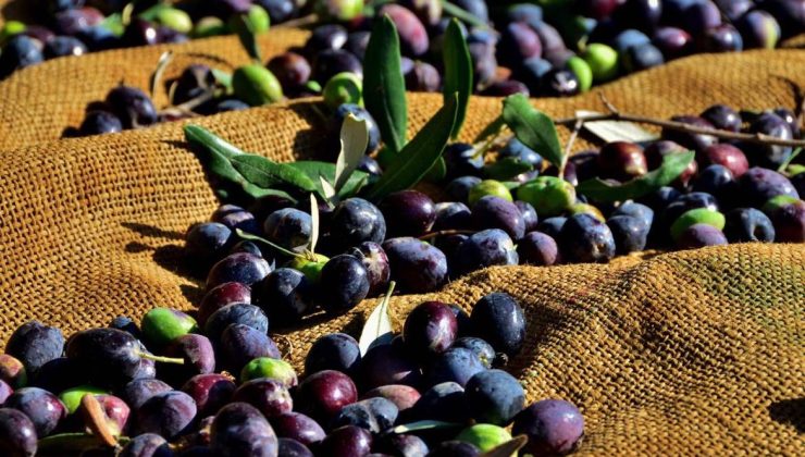37 Zeytin ve Zeytin Ürünleri İşletmesine kayıt belgesi verildi