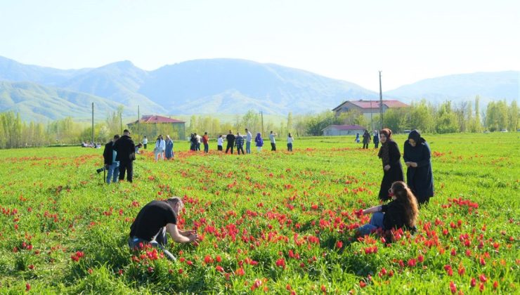 Muş lalesi çiçek açtı: Ziyaretçi akınına uğradı