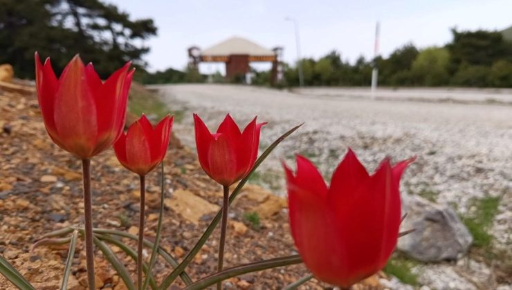 Türkiye’de yaklaşık 20 türü bulunuyor: Koparana 557 bin lira ceza