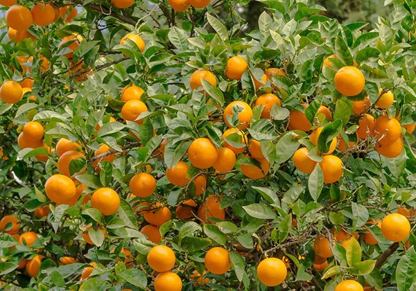 Cypfruvex’ten üreticilere duyuru: Valensiya türü portakallar için sıkma tesisi başvuruları başladı