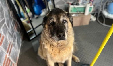 3 ayda 10 kilo veren obez köpek ‘Duman’, sahiplenmeyi bekliyor
