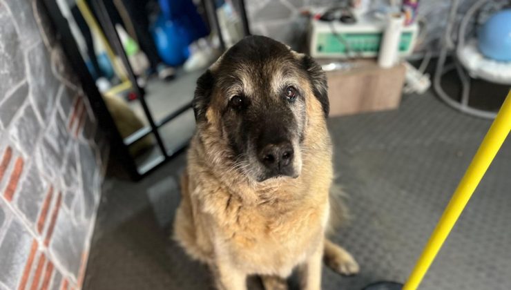 3 ayda 10 kilo veren obez köpek ‘Duman’, sahiplenmeyi bekliyor