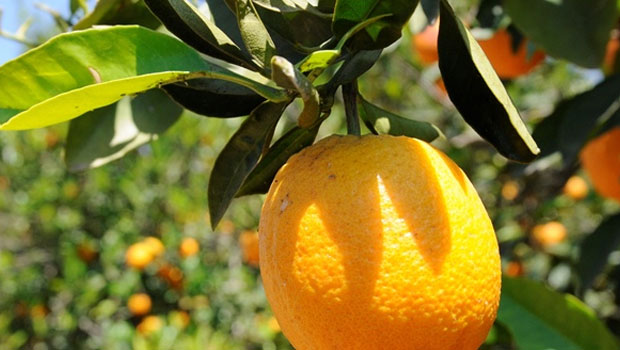 Narenciye Üreticiler Birliği:Ürünü Cypfruvex’e vereli 8 ay oldu, ancak ödeme konusunda hiçbir çalışma yok