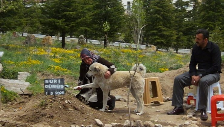 Garip adlı köpek, sahibinin mezarının başından ayrılmıyor: ”Sanki bize bir şeyler anlatıyor gibi”