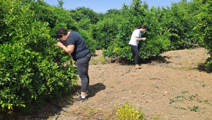 Tarım Dairesi’nden zararlı böcek Diaphorina citri’yle mücadele duyurusu