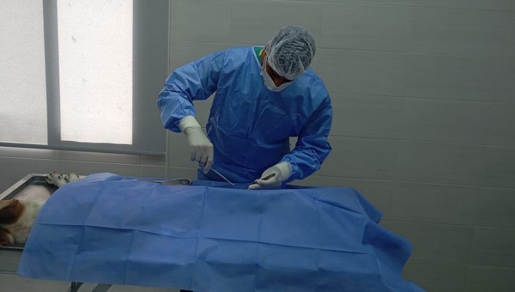 Girne Belediyesi bininci sokak köpeğini kısırlaştırdı