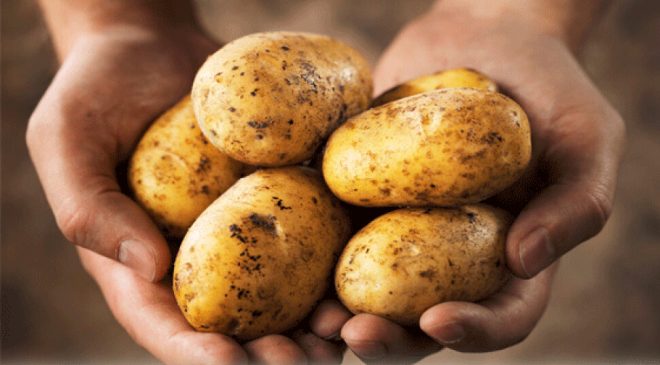İlkbahar patates beyanlarına itirazlar için son gün 27 Haziran