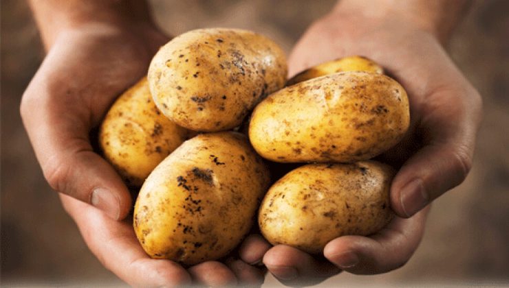 İlkbahar patates beyanlarına itirazlar için son gün 27 Haziran