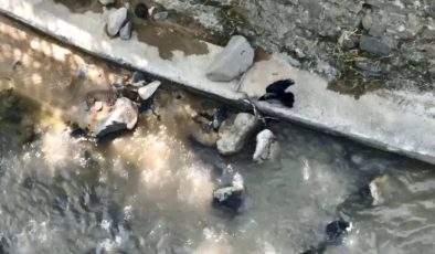Karga, yılana saldırdı – Son Dakika Yaşam Haberleri