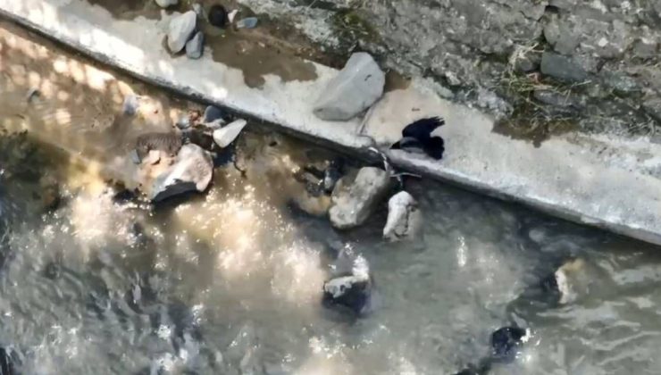 Karga, yılana saldırdı – Son Dakika Yaşam Haberleri