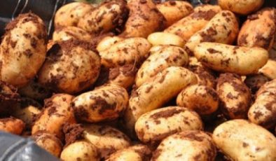 Patateste hasat zaman..Patates Üreticileri Birliği Başkanı Engin Halkseven BRT’ye konuştu