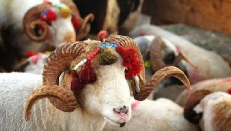 Kurban Bayramı’nın ikinci gününde kutlamalar devam ediyor