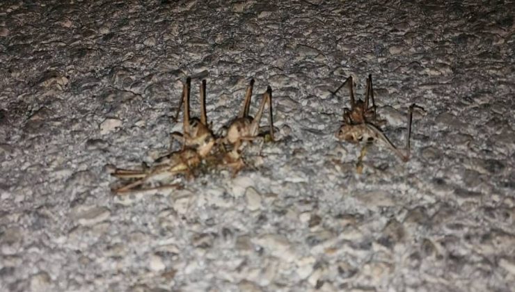 Yüzlerce çekirge yolu istila etti