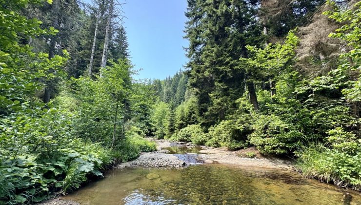 Giresun’daki Paşakonağı Yaylası manzarasıyla büyülüyor